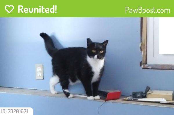 Reunited Female Cat last seen Barbara Rd, Tolland, CT 06084