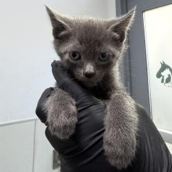 Shelter Stray Male Cat last seen Near 67th Street, San Diego, CA, 92114, 5500 Gaines St, San Diego, CA 92110, USA