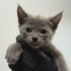 Shelter Stray Male Cat last seen Near 67th Street, San Diego, CA, 92114, 5500 Gaines St, San Diego, CA 92110, USA