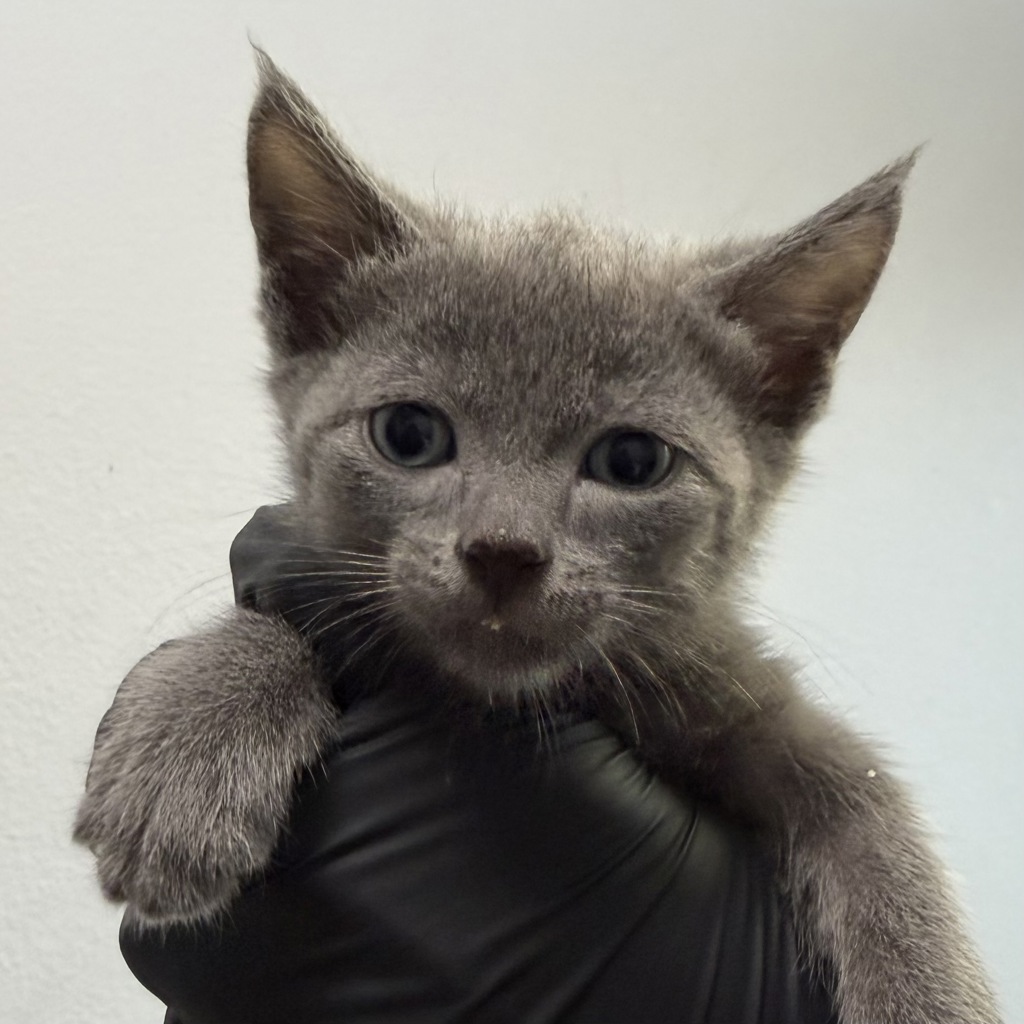 Shelter Stray Male Cat last seen Near 67th Street, San Diego, CA, 92114, 5500 Gaines St, San Diego, CA 92110, USA