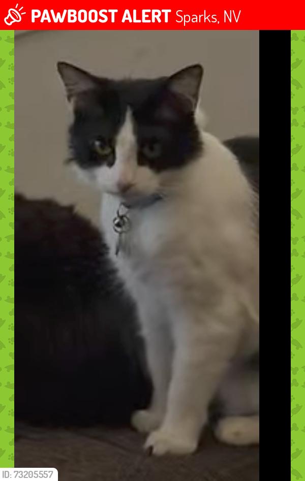 Lost Male Cat last seen Wedekind and High Rock, Sparks, NV 89431