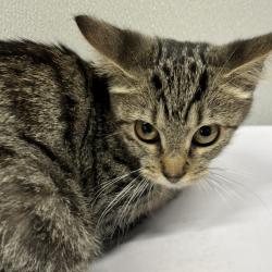 Shelter Stray Female Cat last seen , 3607 N Armenia Ave, Tampa, FL 33607, USA