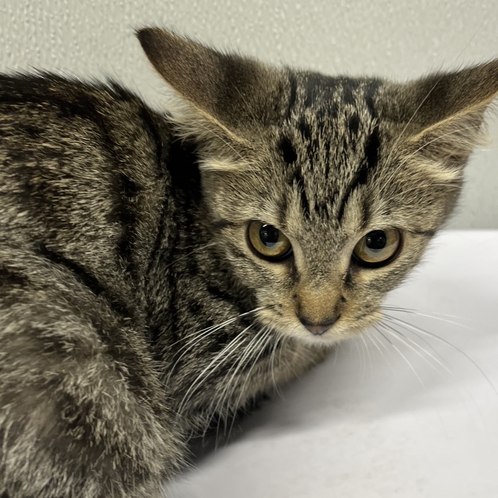 Shelter Stray Female Cat last seen , 3607 N Armenia Ave, Tampa, FL 33607, USA
