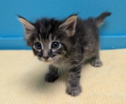 Shelter Stray Male Cat last seen Near Derringer Place, Escondido, CA, 92027, Escondido, CA 92027, USA