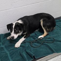 Shelter Stray Female Dog last seen , 5801 Graye Ln, Caldwell, ID 83607, USA