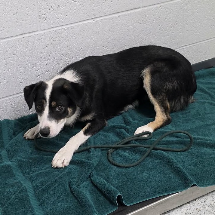 Shelter Stray Female Dog last seen , 5801 Graye Ln, Caldwell, ID 83607, USA
