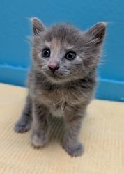 Shelter Stray Female Cat last seen Near Derringer Place, Escondido, CA, 92027, Escondido, CA 92027, USA