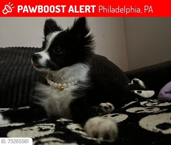Lost Female Dog last seen 15th and venango, Philadelphia, PA 19140