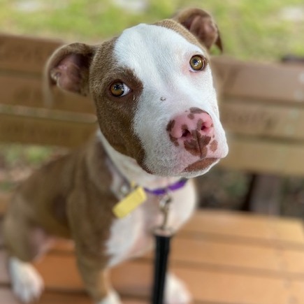 Shelter Stray Female Dog last seen , 8464 Beach Blvd, Jacksonville, FL 32216, USA