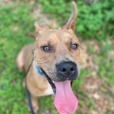 Shelter Stray Female Dog last seen , 8464 Beach Blvd, Jacksonville, FL 32216, USA