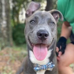 Shelter Stray Male Dog last seen , 8464 Beach Blvd, Jacksonville, FL 32216, USA
