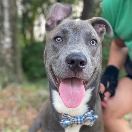 Shelter Stray Male Dog last seen , 8464 Beach Blvd, Jacksonville, FL 32216, USA