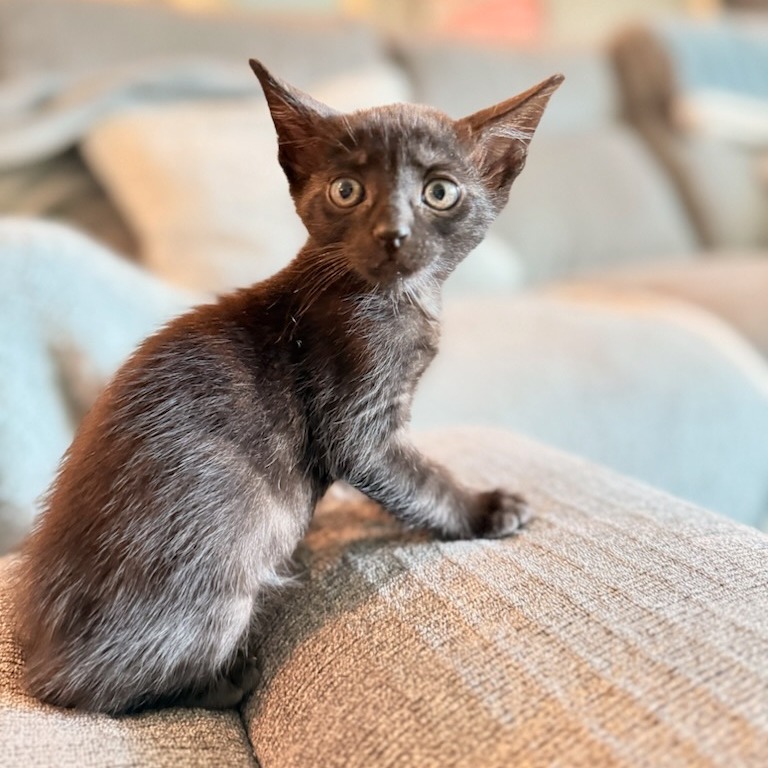 Shelter Stray Male Cat last seen , 361 S Raymond Ave, Pasadena, CA 91105, USA