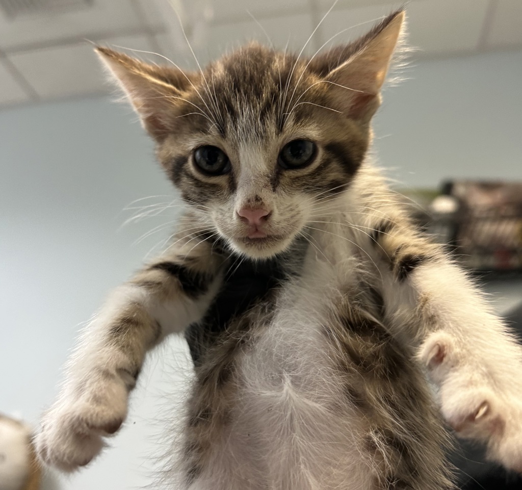 Shelter Stray Male Cat last seen Near First Avenue, San Diego, CA, 92101, 5500 Gaines St, San Diego, CA 92110, USA