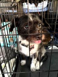 Lost Female Dog last seen 119th and Penn, Oklahoma City, OK 73170