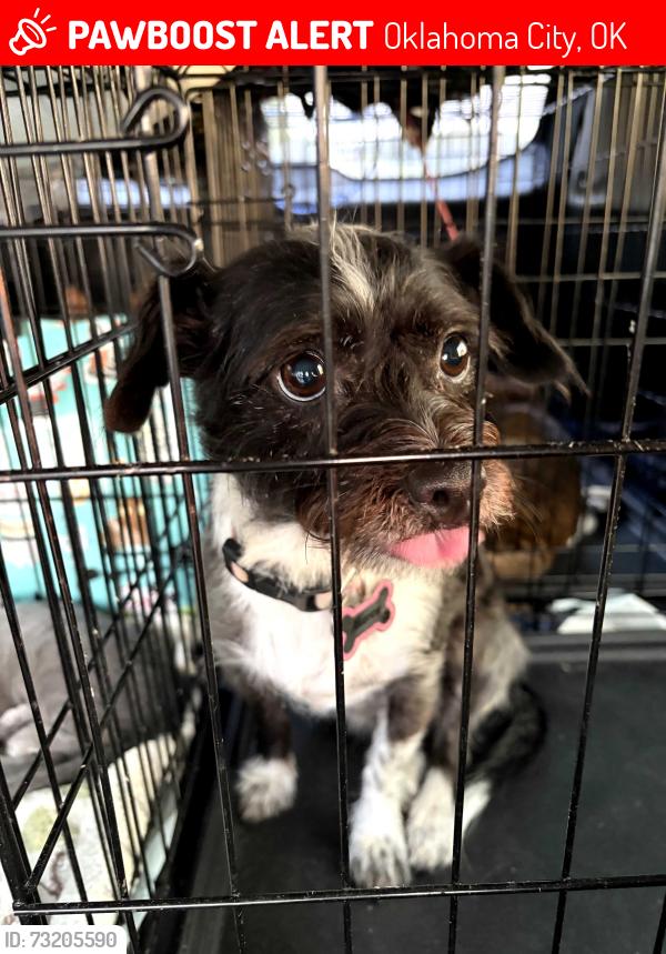 Lost Female Dog last seen 119th and Penn, Oklahoma City, OK 73170