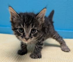 Shelter Stray Male Cat last seen Near Derringer Place, Escondido, CA, 92027, Escondido, CA 92027, USA