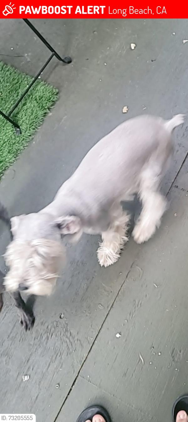 Lost Female Dog last seen Orange av 6541 con artesia. 90805, Long Beach, CA 90805