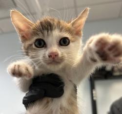 Shelter Stray Male Cat last seen Near First Avenue, San Diego, CA, 92101, 5500 Gaines St, San Diego, CA 92110, USA