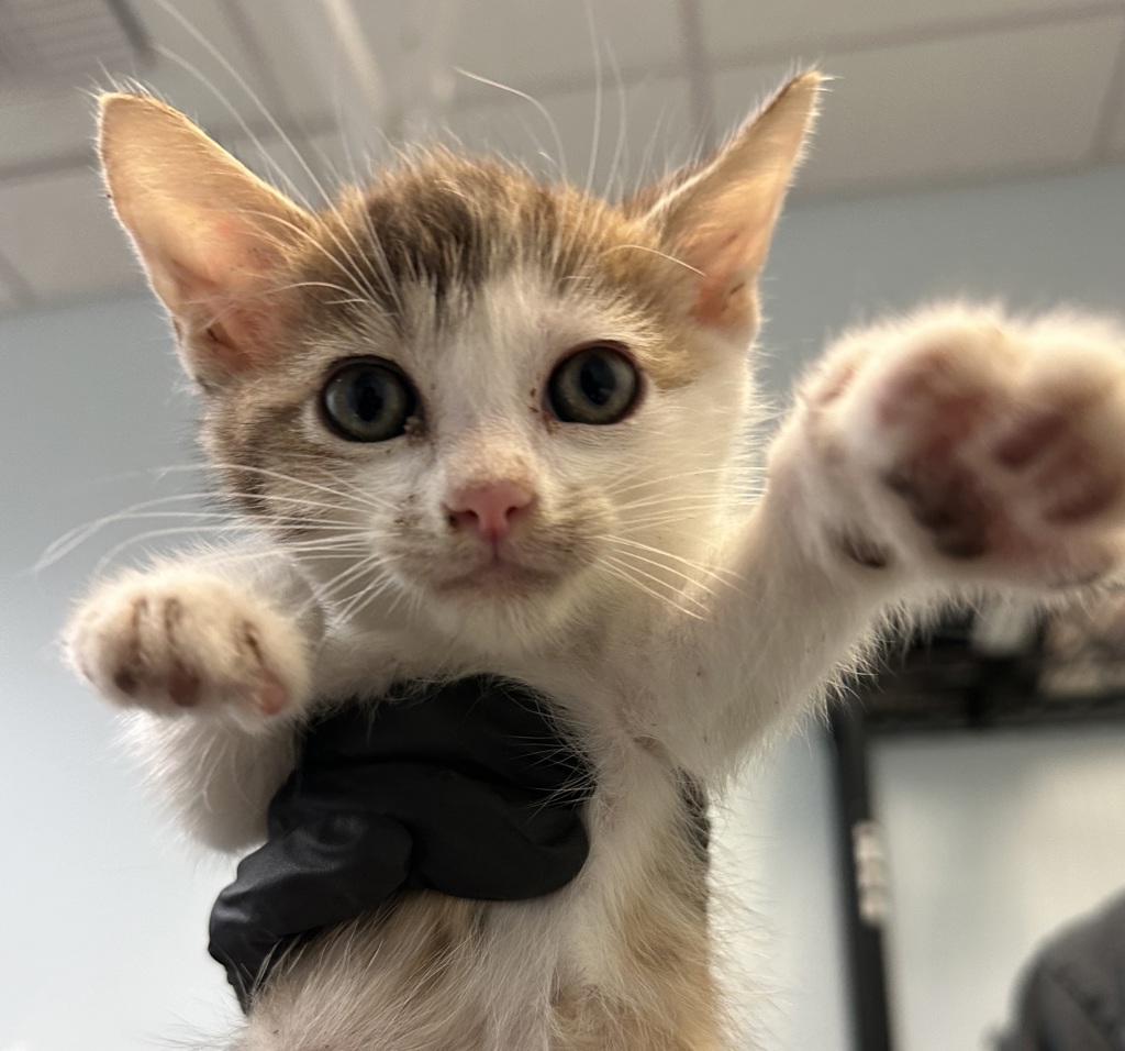 Shelter Stray Male Cat last seen Near First Avenue, San Diego, CA, 92101, 5500 Gaines St, San Diego, CA 92110, USA