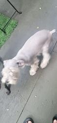 Lost Female Dog last seen Orange av 6541 con artesia. 90805, Long Beach, CA 90805