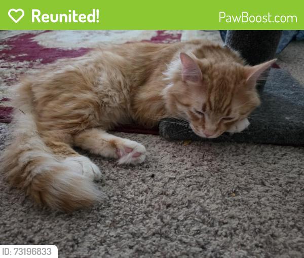 Reunited Male Cat last seen Delta Waters, Coca Cola plant, Medford, OR 97504