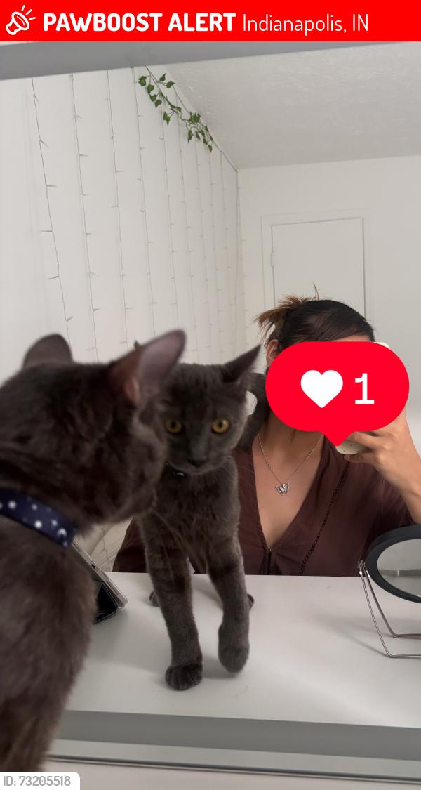 Lost Male Cat last seen Waterstone Place apmts , M Mitthoefer Rd, Indianapolis, IN 46236