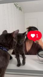 Lost Male Cat last seen Waterstone Place apmts , M Mitthoefer Rd, Indianapolis, IN 46236