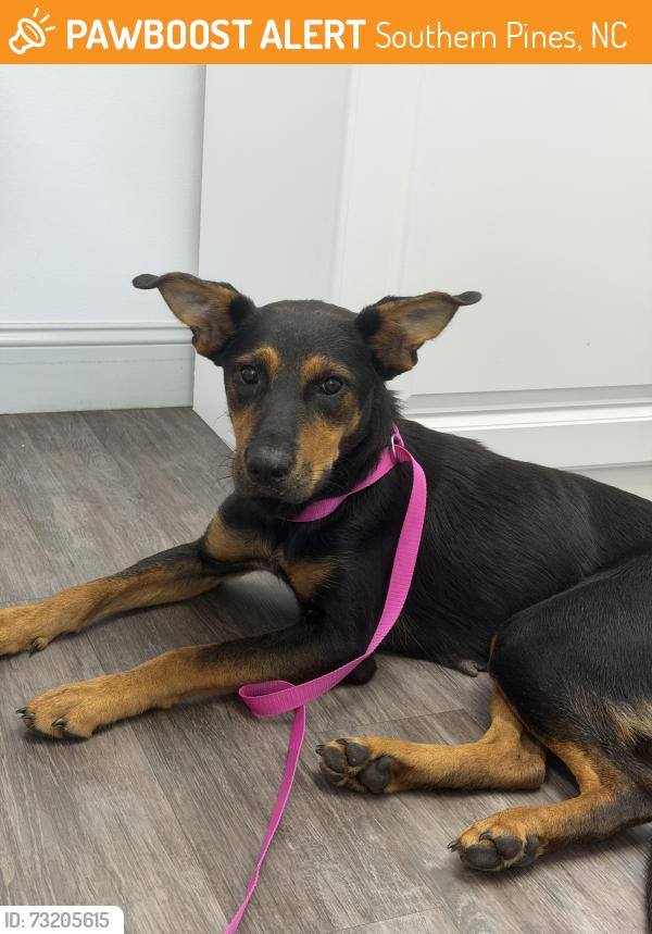 Found/Stray Female Dog last seen Highway 501, Southern Pines, NC 28387