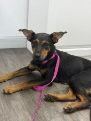 Found/Stray Female Dog last seen Highway 501, Southern Pines, NC 28387