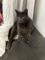 Lost Male Cat last seen Pearl Street, Vestal, NY 13850