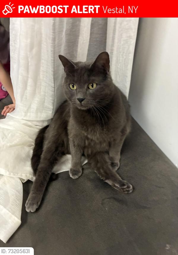 Lost Male Cat last seen Pearl Street, Vestal, NY 13850