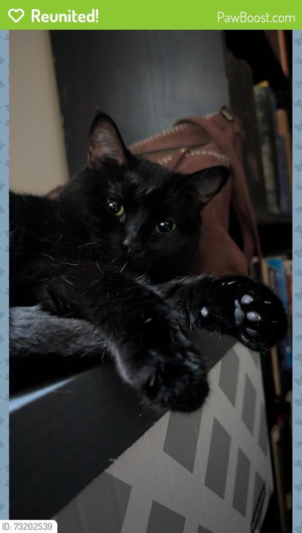 Reunited Female Cat last seen Frederick Rd, Rockville, MD 20850