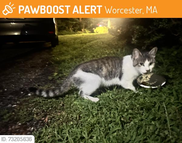 Found/Stray Unknown Cat last seen Westover, Worcester, MA 01606