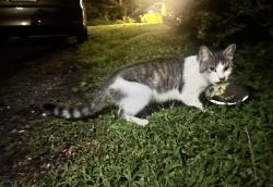 Found/Stray Unknown Cat last seen Westover, Worcester, MA 01606