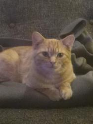 Lost Male Cat last seen Collette dr near shoppers, London, ON 
