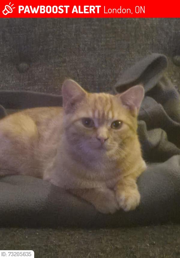 Lost Male Cat last seen Collette dr near shoppers, London, ON 