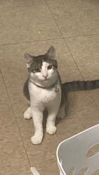 Lost Male Cat last seen Kansas street with the Pizza Hut on the block, Hackensack, NJ 07601