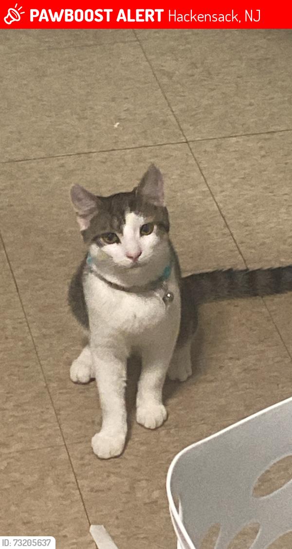 Lost Male Cat last seen Kansas street with the Pizza Hut on the block, Hackensack, NJ 07601