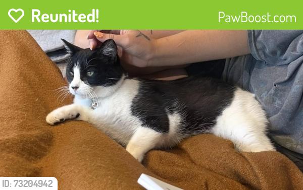 Reunited Female Cat last seen Valley W Drive and Valley West Lane, Rapid City, SD 57702