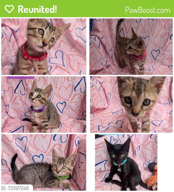 Reunited Male Cat last seen The greens of fossil lake apmts, Fort Worth, TX 76137