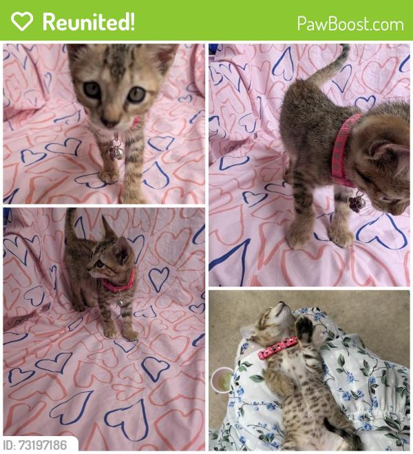 Reunited Female Cat last seen The greens of fossil lake apmts, Fort Worth, TX 76137
