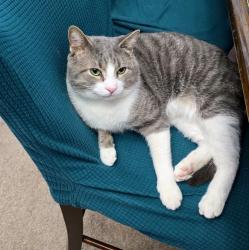 Reunited Male Cat last seen Denby Dr. Pickering ON, Pickering, ON 