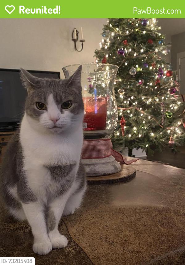 Reunited Female Cat last seen Applecross Dr, Cary, NC 27511, USA, Cary, NC 27511