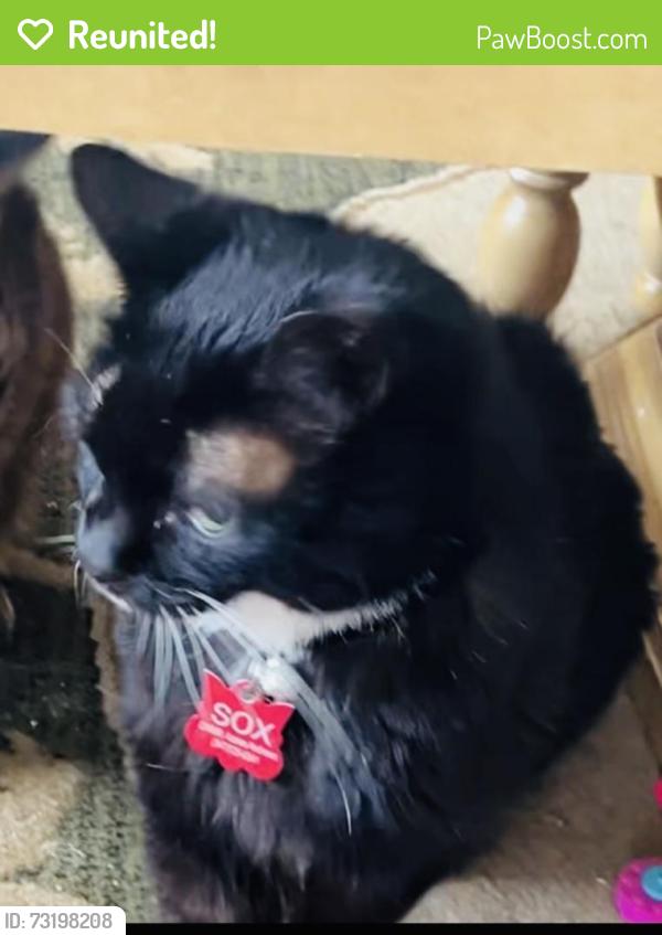 Reunited Male Cat last seen Eastminister road/providence, Davenport, FL 33837