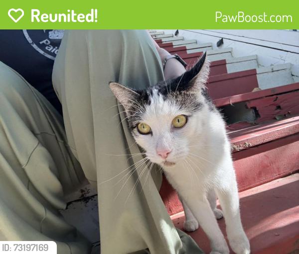 Reunited Male Cat last seen Near block of oak park near Mclatchy park and bimbo factory, Sacramento, CA 95817