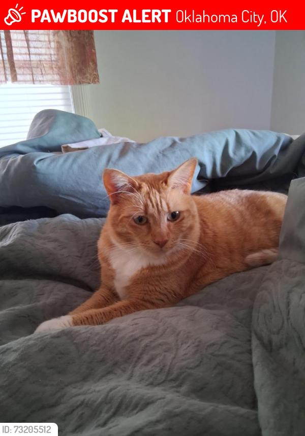 Lost Female Cat last seen Sw41street & Pennsylvania Avenue, Oklahoma City, OK 73119