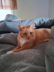 Lost Female Cat last seen Sw41street & Pennsylvania Avenue, Oklahoma City, OK 73119
