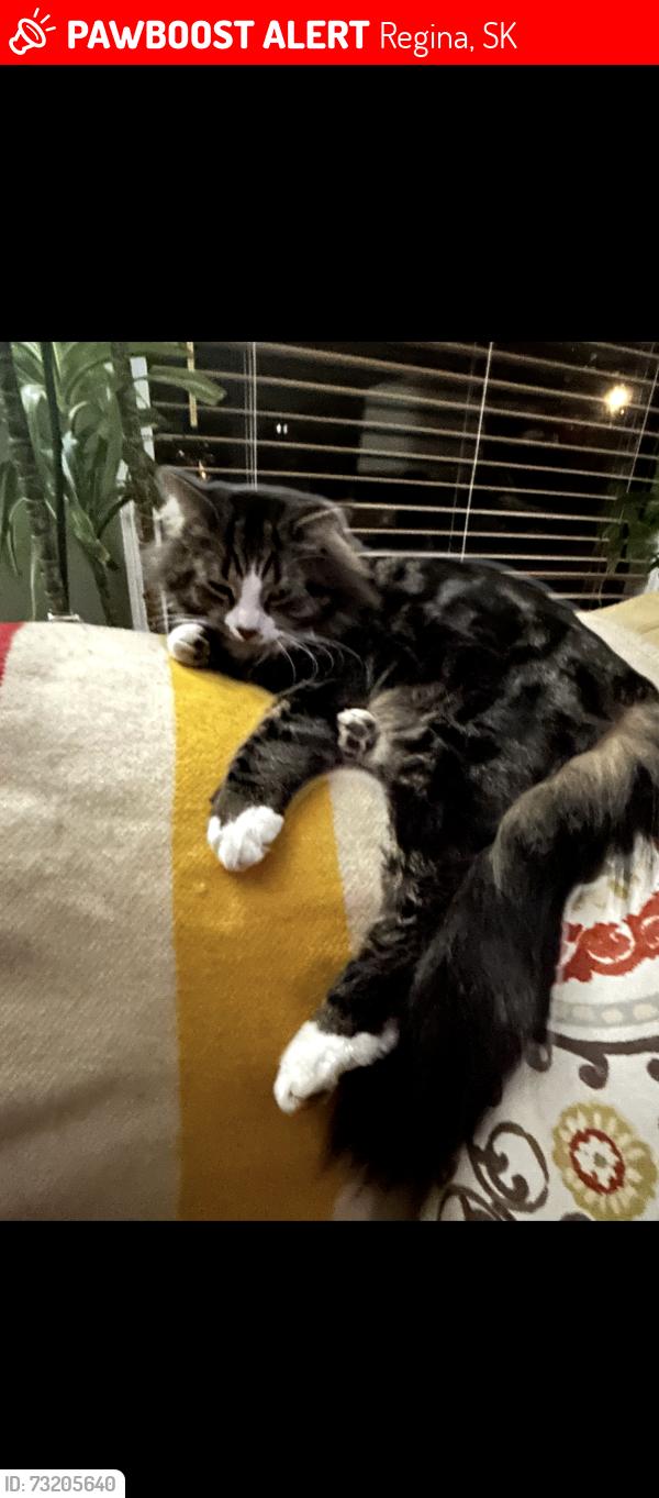 Lost Male Cat last seen Calder Crescent, Regina, SK 