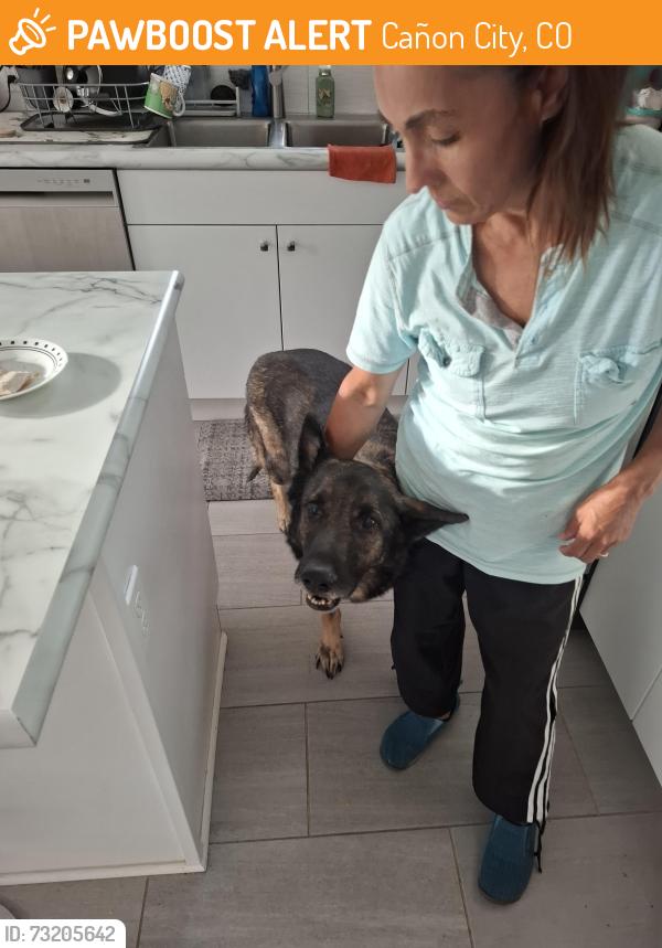 Found/Stray Male Dog last seen 11th and College St, Cañon City, CO 81212